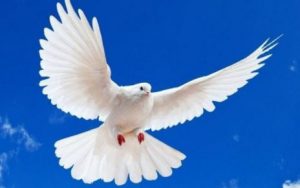 Việc mơ thấy chim là điều hoàn toàn bình thường và không có gì là lạ